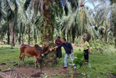 Kurun 3 Hari, 18 Ekor Sapi Dilaporkan Mati Mendadak, Hanya 3 Ekor Yang Sempat Dipotong