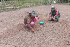 Dukung Ketahanan Pangan, Babinsa Bantu Petani Menyemai Padi 