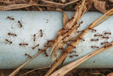 Semut Mengganggu di Rumah? Usir dengan 7 Bahan Alami Ini