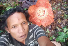 Rafflesia Arnoldi Mekar Lagi di Pagulu