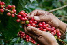 Kabar Gembira Bagi Petani Kopi Nusantara, Harga Kopi Tetap Mahal Hingga Tahun Depan