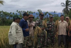 Babinsa Koramil 408-05 Manna Ikut Panen Perdana Padi di Desa Keban Agung 1