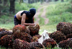 Harga TBS Sawit di Bengkulu Selatan Turun, Pabrik Tutup Saat Tahun Baru