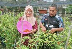 Warga Tanjung Mulia Sulap Lahan Sempit Menjadi Areal Pertanian 