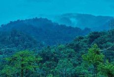 Hutan Batu Ampar Dirambah, Ancam Keberadaan Taman Rafflesia