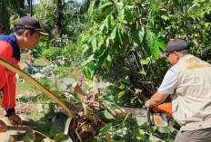 Curah Hujan Meningkat, BPBD Bengkulu Selatan Ingatkan Ancaman Bencana