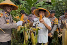 Tanam Jagung Sukses, Polsek Kota Manna Lakukan Panen Perdana