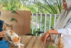 Dinas Pertanian Seluma Gencarkan Vaksinasi Rabies, Sudah 2.080 Hewan Disuntik 