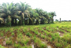 Lahan Sawah Terus Berkurang, Pemda Bengkulu Selatan Diminta Lakukan Ini