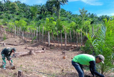 Anggota Satgas TMMD Ke-124 Kodim 0408 Bengkulu Selatan Bantu Warga Cangkul Kebun Jagung