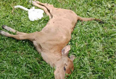 Penyakit Ngorok Kembali Berjangkit, Belasan Sapi Warga Mati Mendadak
