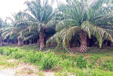 Jelang Lebaran, Harga Sawit di Seluma Rp 2.800 per Kg