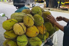 Bengkulu Selatan Kebanjiran Durian Lokal, Segini Harganya Per Buah