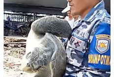 Penyu Langka Berhasil Diselamatkan Personel TNI AL Perairan Bengkulu Selatan