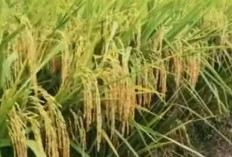 Keunggulan Varietas Padi Pajero yang Wajib Diketahui Petani Sebelum Menanam