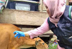 Penyakit Cacingan Pada Ternak Merebak, Distan Turun Tangan