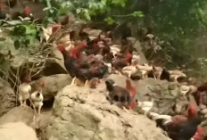 Bisa Ditiru, Peternak Ayam Di Pegunungan Tiongkok Ciptakan Terobosan Menakjubkan, Hasilnya Melimpah 