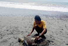 Warga Seluma Temukan Penyu Mati di Pinggir Pantai