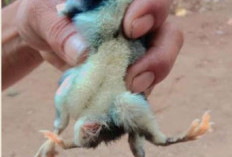 Anak Ayam Warga Desa Padang Pelasan Kabupaten Seluma Berkaki Empat, Jadi Tontonan Warga