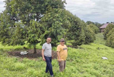 Tanam 130 Batang Durian Musang King, Warga Kaur Ciptakan Argo Wisata Baru