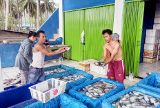 Usai Panen Moncok, Ikan Kapak yang Melimpah