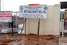 PT. MSS Terima TBS Nyaris Terima TBS Rp3000 per Kg, Pengepul Semakin Sumringah