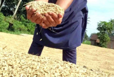 Petani Jangan Jual Gabah ke Tengkulak, Bulog Siap Beli Rp6.500 Per Kg
