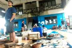 Jelang Idul Fitri, Hasil Tangkapan Nelayan Bengkulu Selatan Melimpah