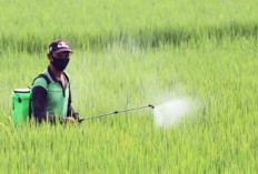 Petani Diingatkan Jangan Berlebihan Gunakan Pestisida 