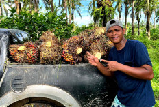 Harga TBS Kembali Naik, di Pabrik Nyaris Sentuh Rp3000