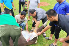 Menyambut Bulan Puasa, Dewan Guru SMANTI Potong Sapi