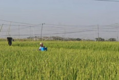 Patut Dicoba, 3 Pupuk Daun Ini Bisa Meningkatkan Bobot Padi Hingga 3 Kali Lipat, Ini Pupuknya