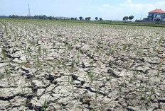 Kekeringan Sawah Sebabkan Alihfungsi Lahan