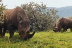 5 Spesies Badak di Dunia, 2 di Antaranya Ada Di Indonesi dan Terancam Punah, Ini Ciri Cirinya