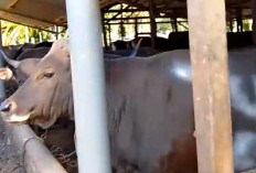 Sapi Kurban Di Seluma Dijual Mulai Rp 17 Juta