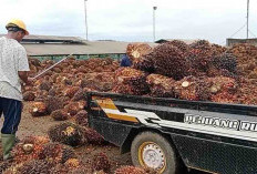 Harga TBS Stagnan Tanpa Pergerakan, Hasil Panen Sawit Petani Stabil