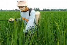 Nutrisi Paling Cocok Untuk Padi Bunting Agar Buah Bernas dan Batang Kokoh