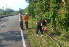 Personel BPBD Tebang Pohon Rawan Tumbang dan Mengancam Keselamatan