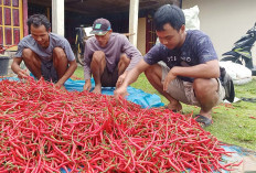 Harga Cabai Semakin Pedas