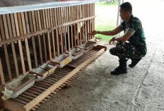 Babinsa Koramil Pino Berhasil Kembangkan Ternak Ayam Petelur