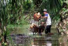 2000 Petani Kelapa Sawit Bakal Dilindungi Jamsostek