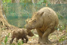 Taman Nasional Way Kambas, Benteng Tertua Pelindung Fauna Pulau Sumatera, Seperti Ini Kondisinya