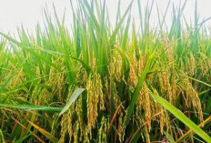 10 Jenis Padi Unggul Yang Bisa Bikin Petani Kaya, Hasil Melimpah dan Perawatan Mudah