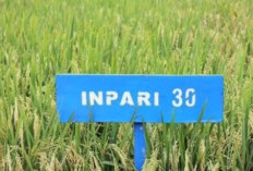 3 Padi Unggul Cocok Ditanam Pada Musim Penghujan, Hasil Melimpah dan Tidak Rebah