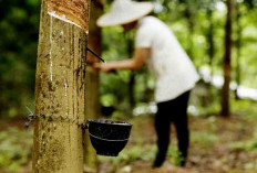 Harga Getah Karet Terjun Bebas, Tinggal Rp 9 Ribu Perkilogram