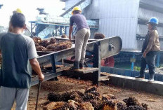 Ini Wilayah Yang Dilarang Bangun Pabrik CPO di Bengkulu Selatan