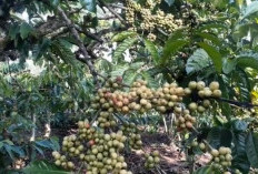 5 Jenis Klon Kopi Robusta Yang Wajib Diketahui Petani, Manakah Yang Lebih Unggul?