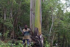 Jangan Heran, Indonesia Punya Pisang Terbesar Di Dunia, Buahnya Sebesar Bayi Manusia