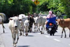 Penertiban Hewan Ternak Di Tiga Wilayah di Kabupaten Kaur Digencarkan