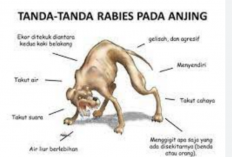 Cegah Penularan Rabies, Anjing Liar Akan Dieleminasi, Berkeliaran Dimusnahkan